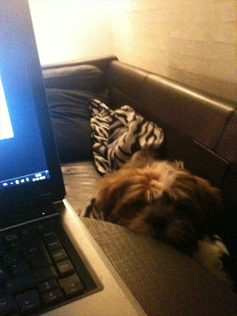 Shih tzu Chico - Mor jeg er her også ...... billede 3