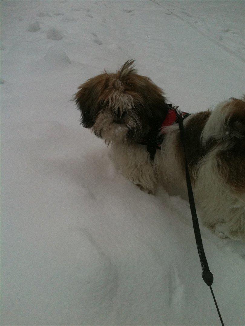 Shih tzu Chico billede 4