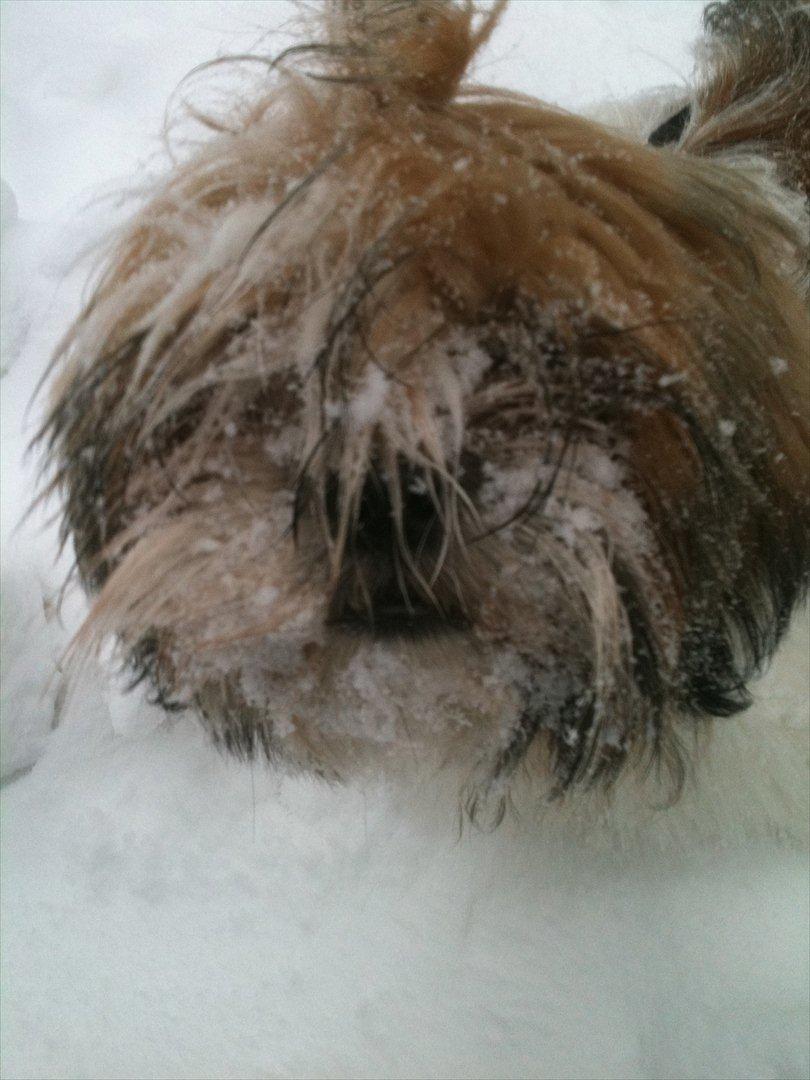 Shih tzu Chico billede 5