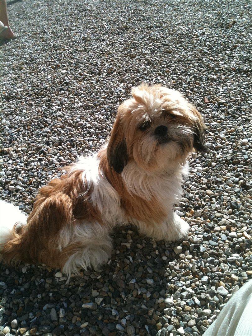 Shih tzu Chico billede 6
