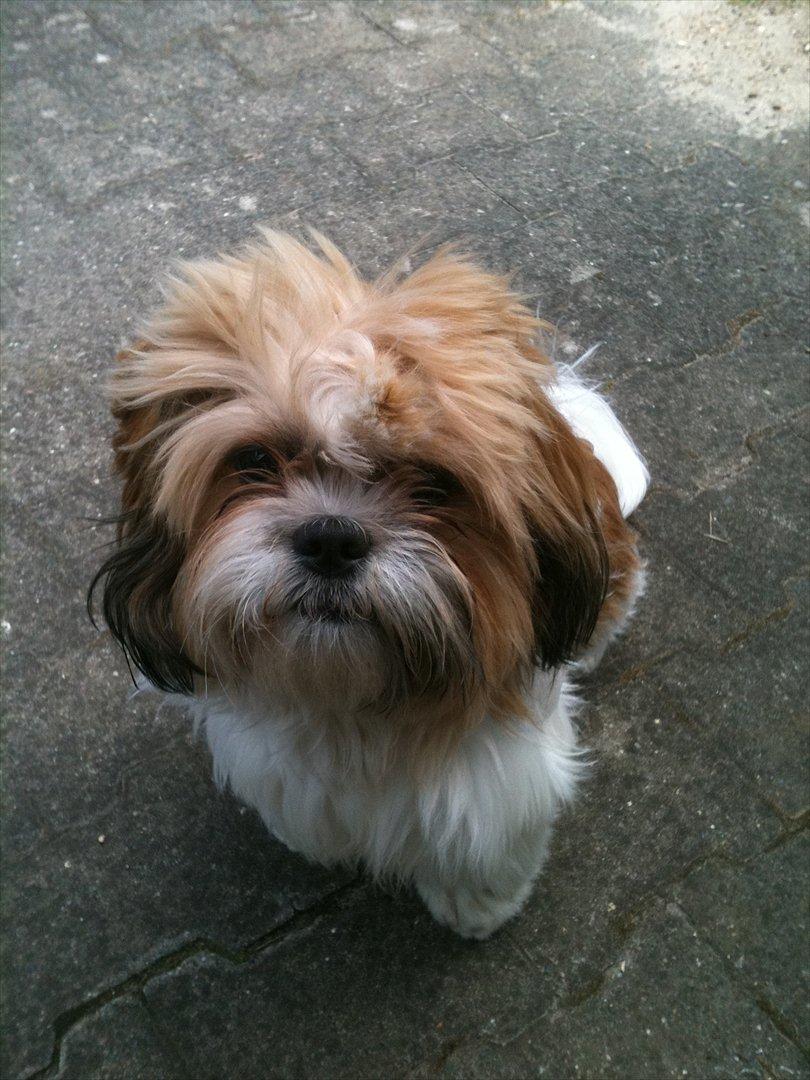 Shih tzu Chico billede 7