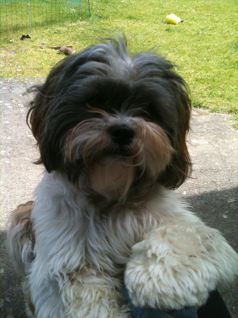 Shih tzu Franco billede 1