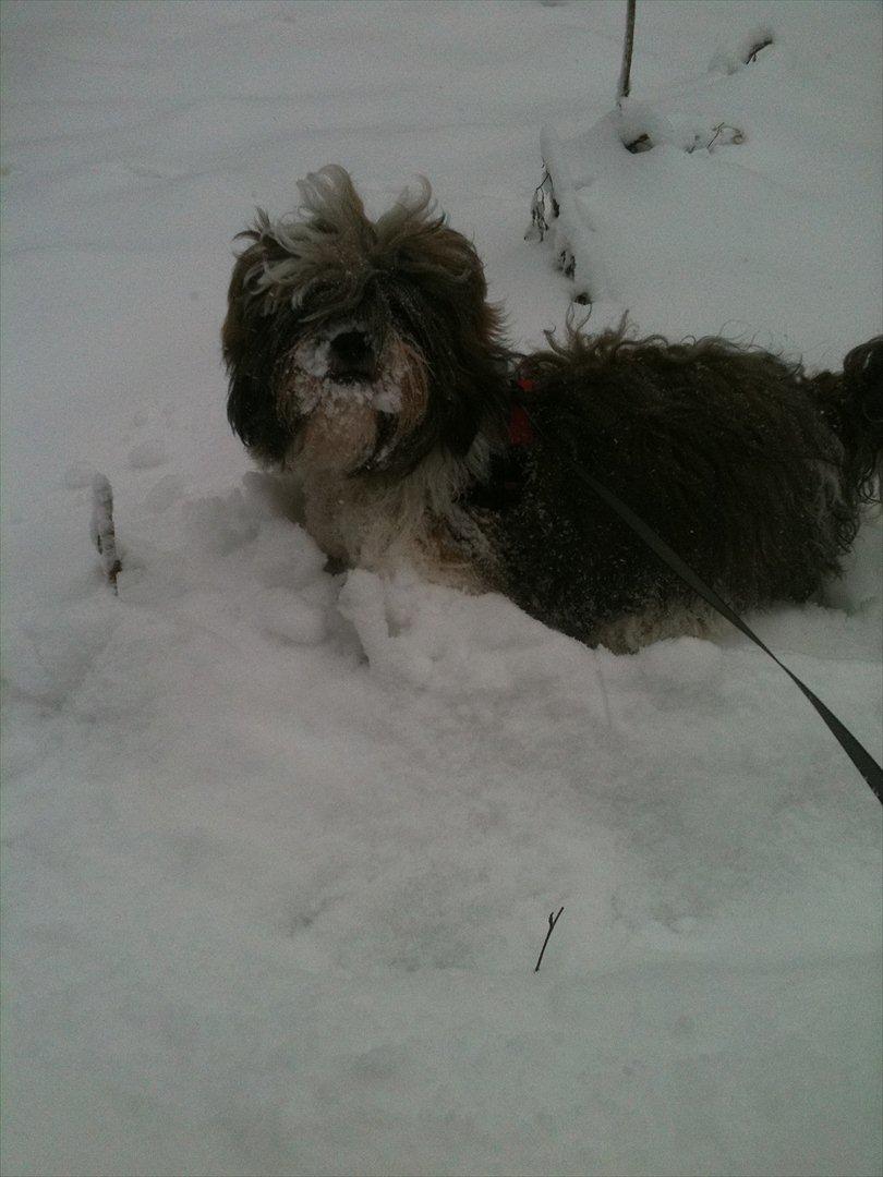 Shih tzu Franco billede 2