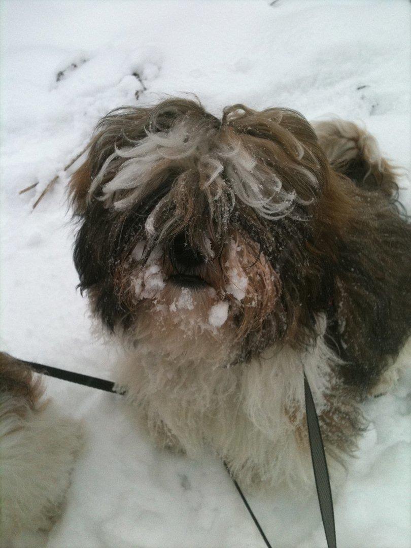 Shih tzu Franco billede 3