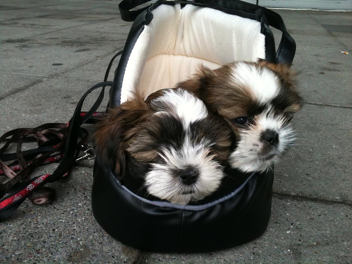 Shih tzu Franco billede 4