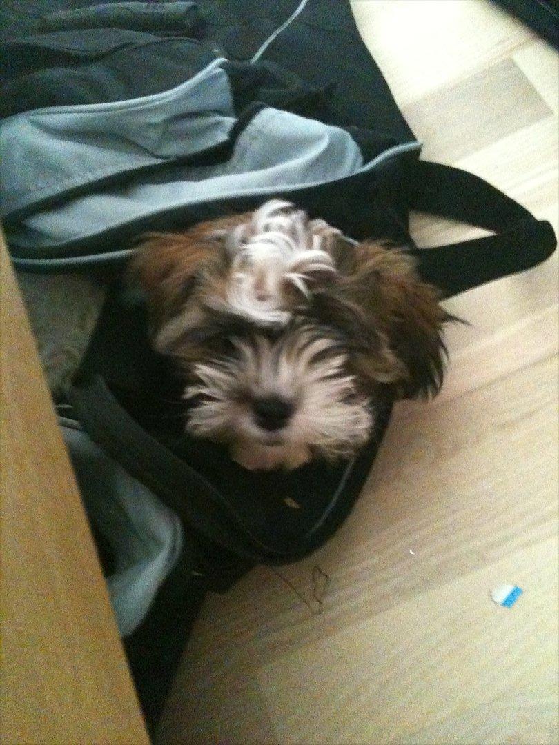 Shih tzu Franco billede 5