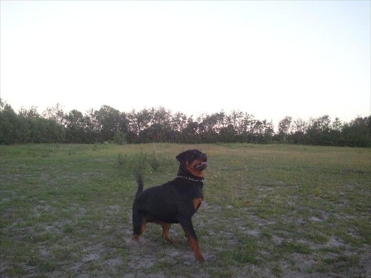 Rottweiler R.I.P Kato billede 13