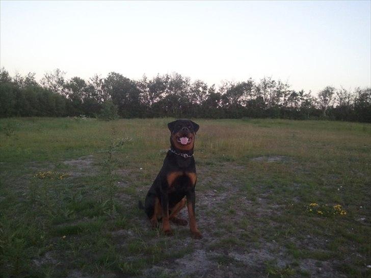 Rottweiler R.I.P Kato billede 14