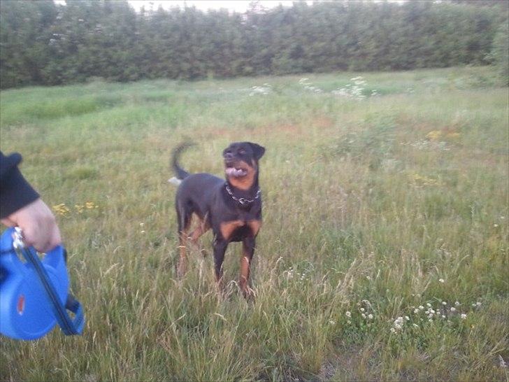 Rottweiler R.I.P Kato billede 1