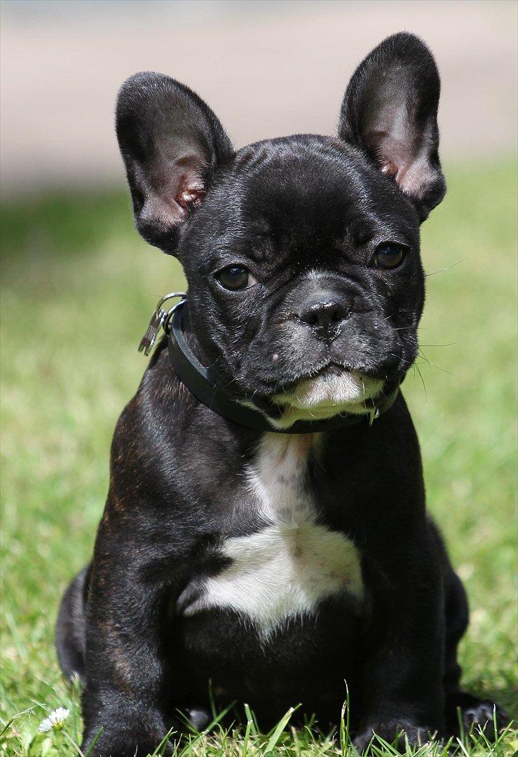 Fransk bulldog Lenni - Her er så vores dejlige Fransk Bulldog Lenni.  billede 1