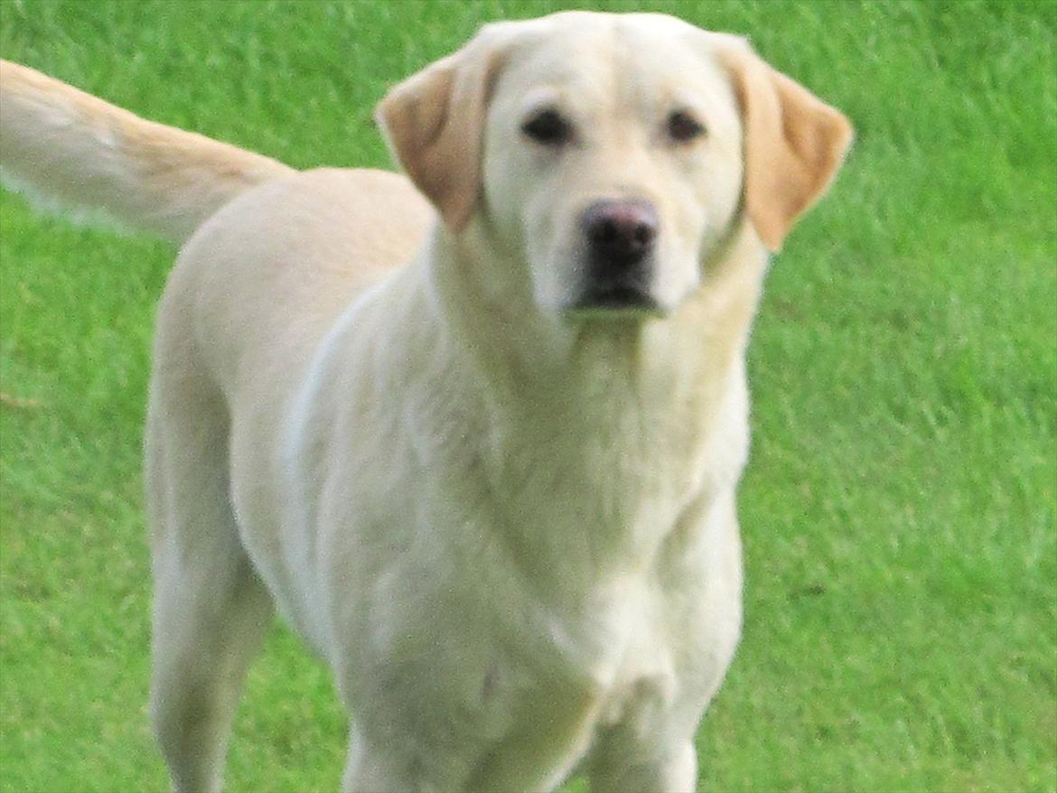 Labrador retriever Mille - I haven vi leger... billede 6