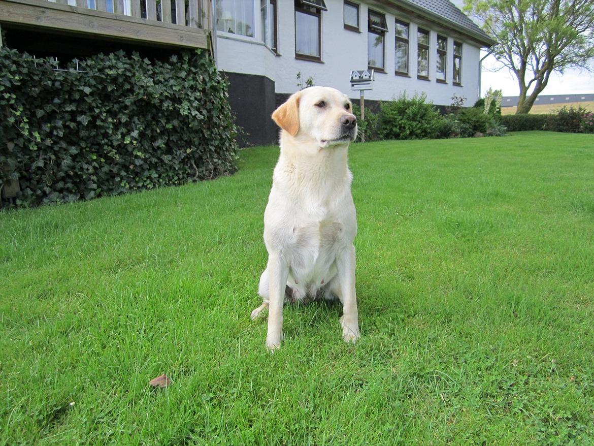 Labrador retriever Mille - Så skal man også være lidt seriøs billede 7