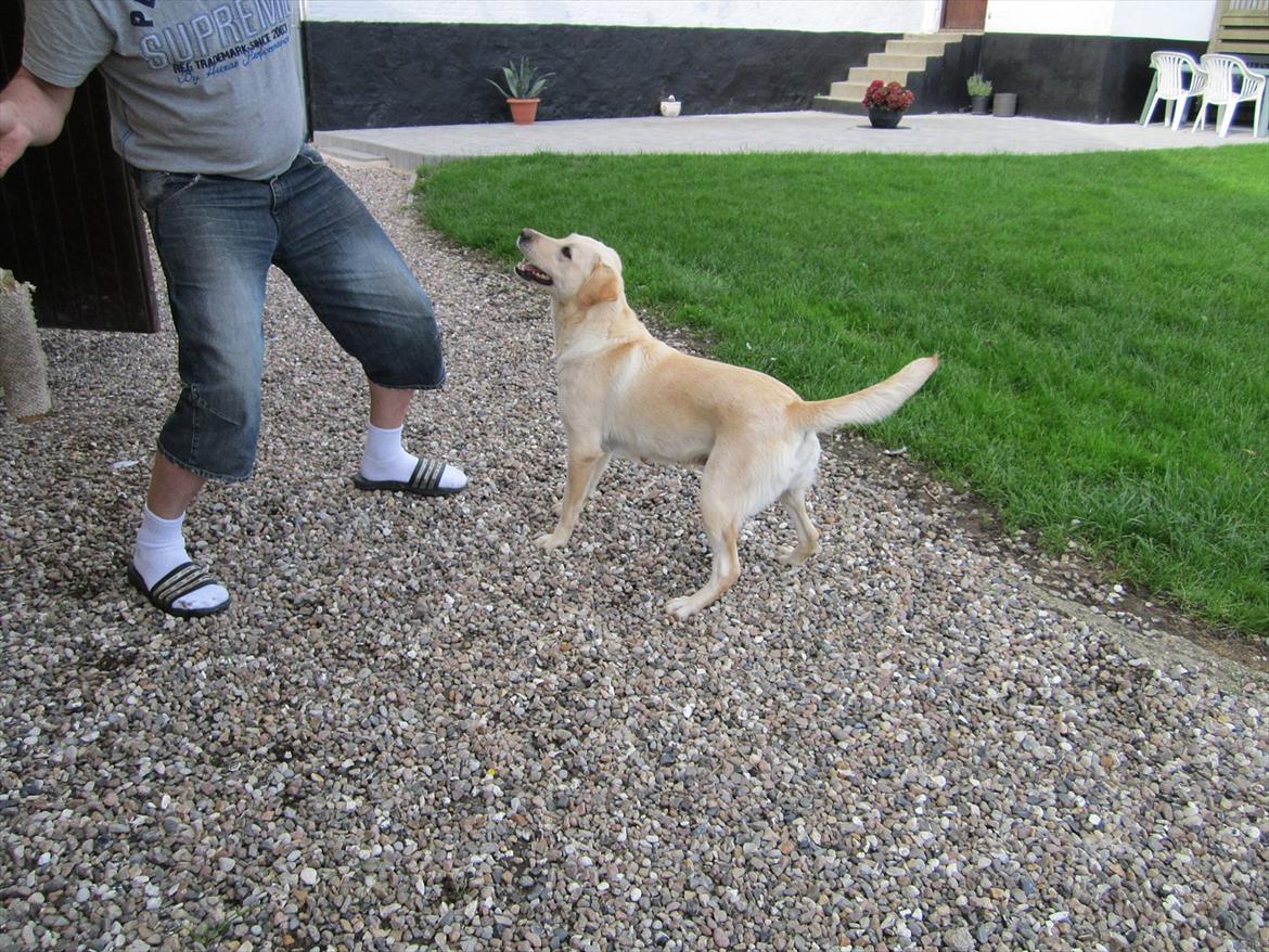 Labrador retriever Mille - Lege, lege og Lege billede 8
