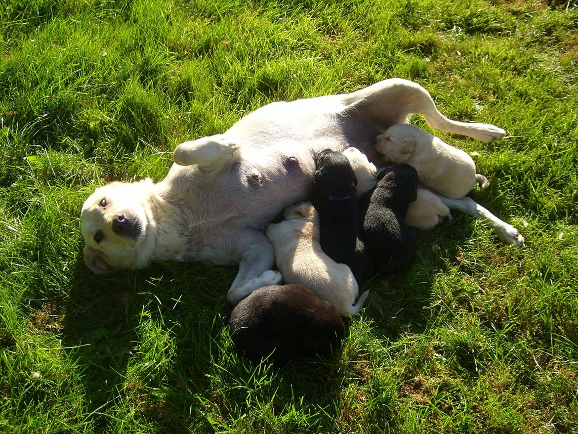Labrador retriever Mille - Mit første kuld !! billede 10