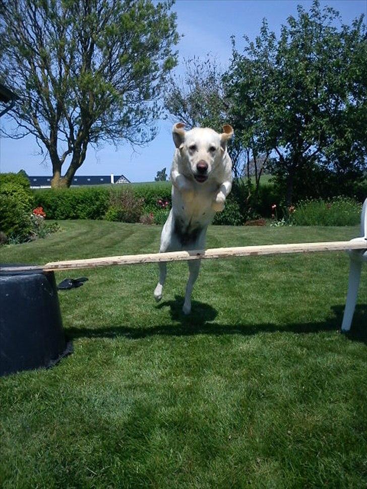 Labrador retriever Mille - Springtræning ! billede 11