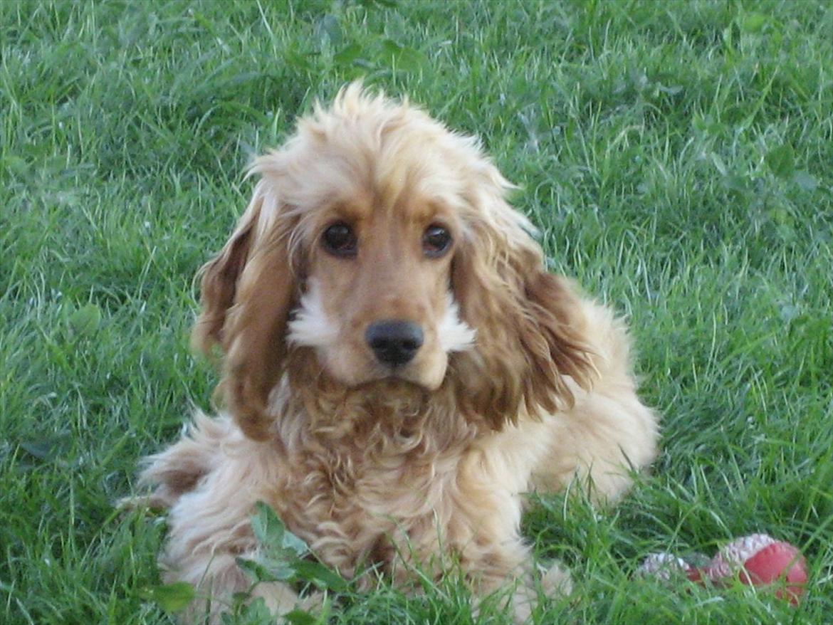 Cocker spaniel Nala (passer) billede 4