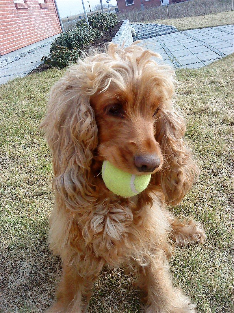 Cocker spaniel Nala (passer) billede 5