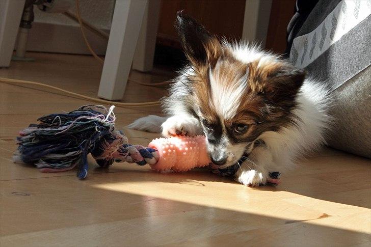 Papillon Mynte - *nam nam nam nam ... hvad nu?" billede 7