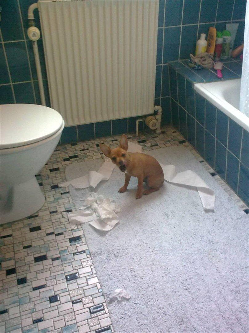 Blanding af racer Valentin billede 6