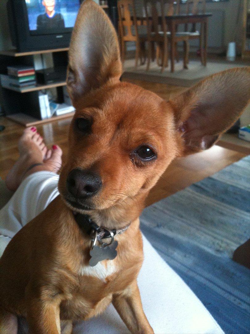 Blanding af racer Valentin billede 7