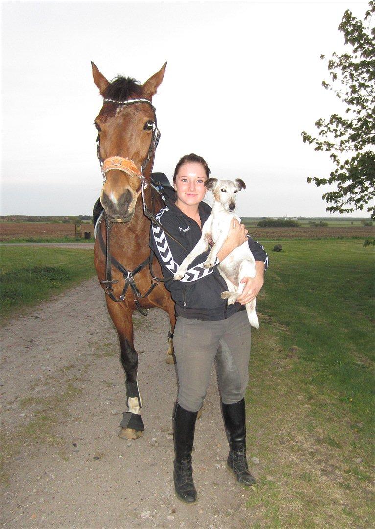 Glathåret foxterrier Sille - R.I.P min lille skat - Lady en af mine heste - mig og Sille :-) billede 16