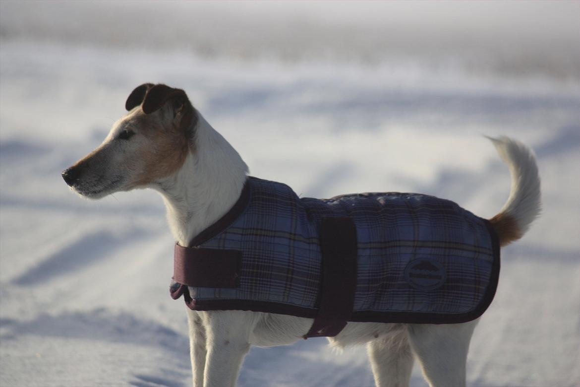 Glathåret foxterrier Sille - R.I.P min lille skat - Sille's sidste vinter. billede 10