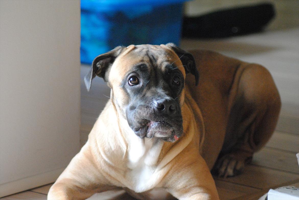 Cane corso Rimmer`s Cane Corso Silva  billede 14