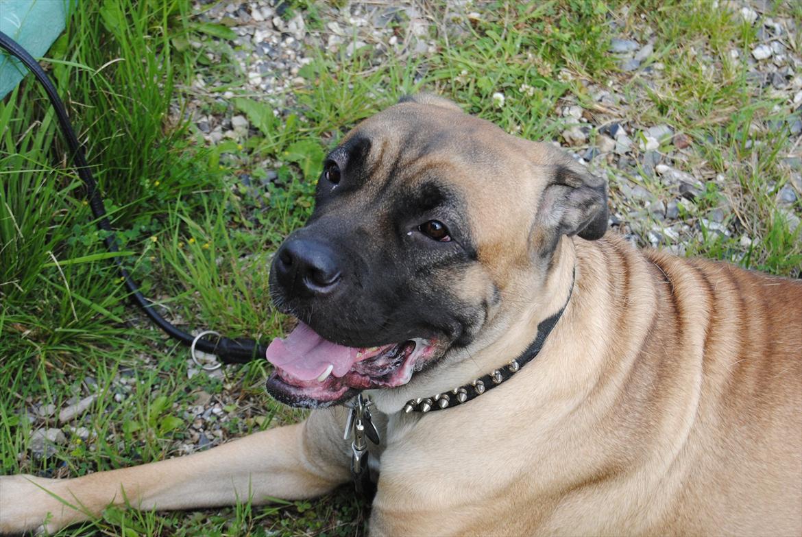 Cane corso Rimmer`s Cane Corso Silva  billede 3
