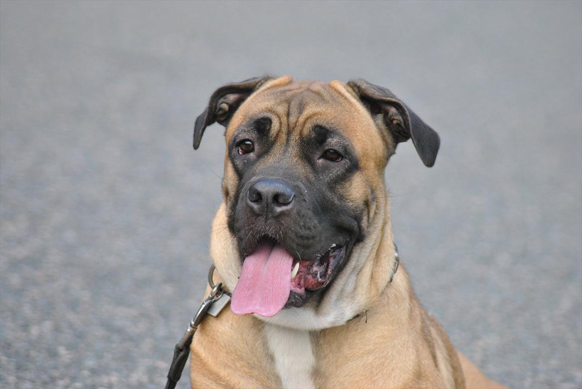 Cane corso Rimmer`s Cane Corso Silva  billede 7