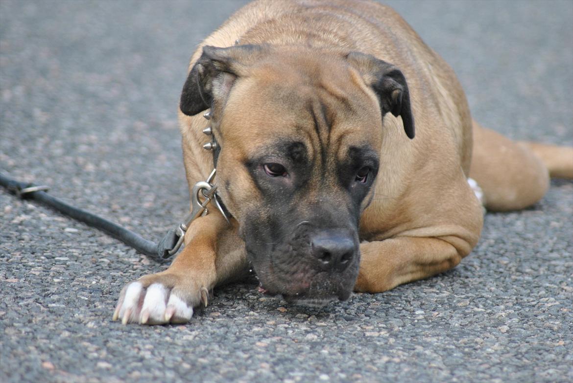 Cane corso Rimmer`s Cane Corso Silva  billede 10