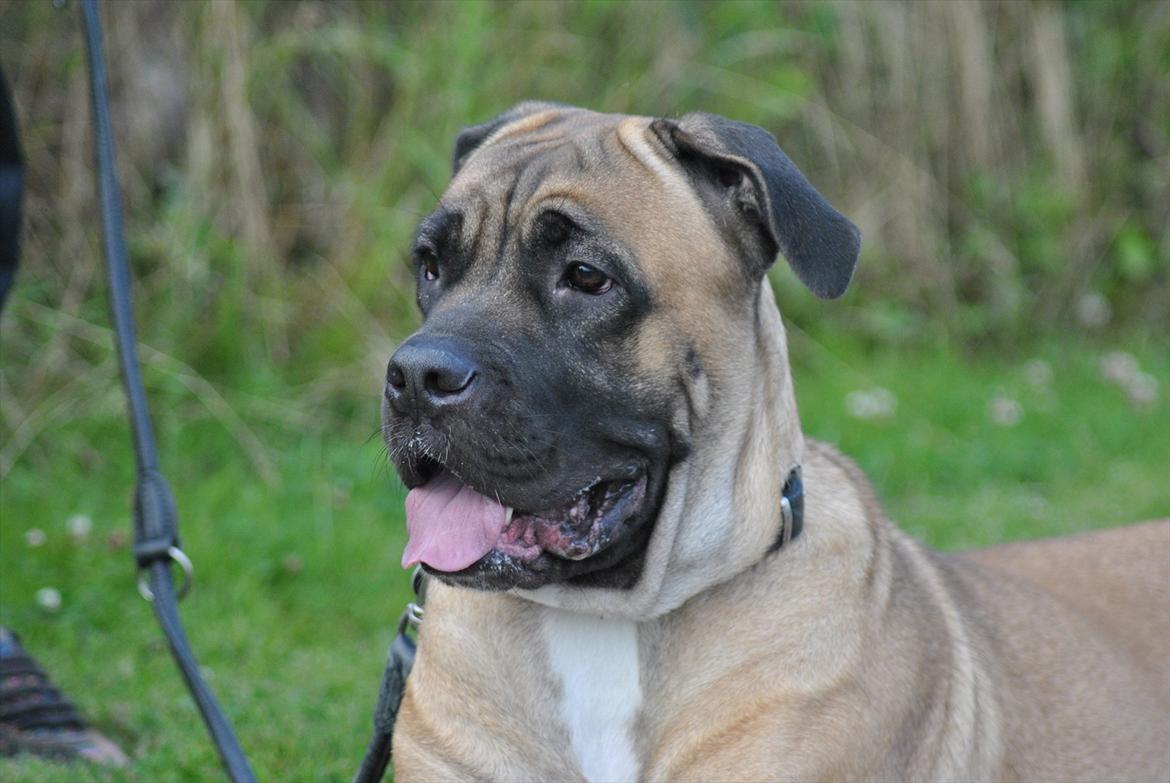 Cane corso Rimmer`s Cane Corso Silva  billede 12