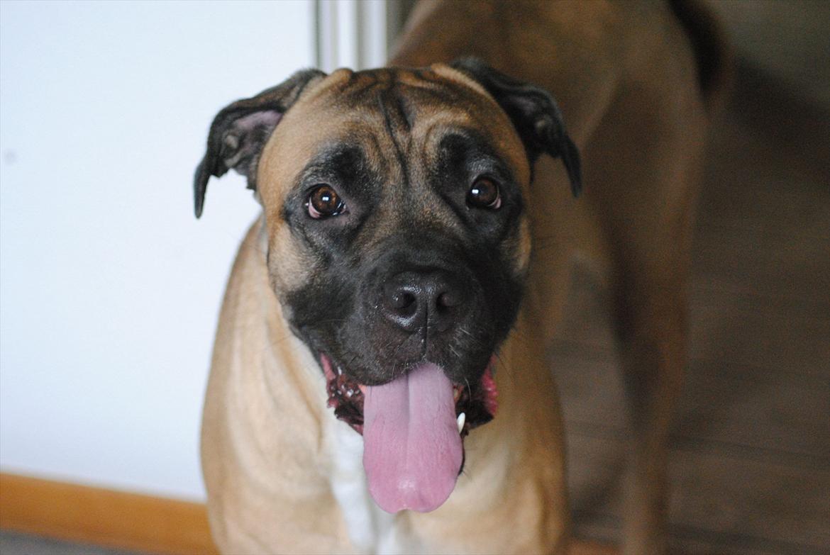 Cane corso Rimmer`s Cane Corso Silva  billede 13