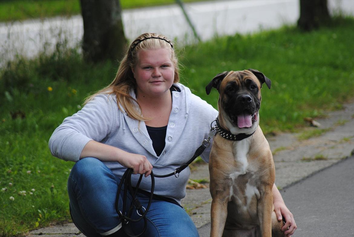 Cane corso Rimmer`s Cane Corso Silva  - Verdens bedste hund i verden!! billede 5