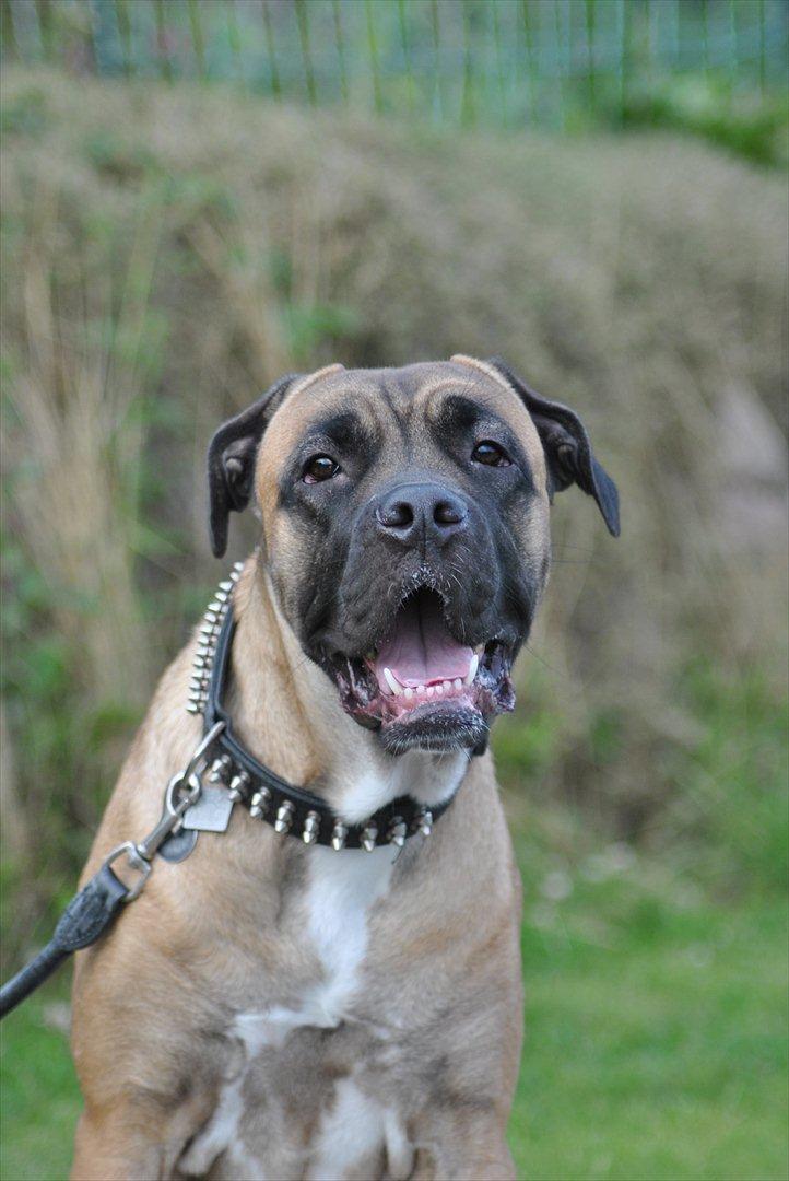 Cane corso Rimmer`s Cane Corso Silva  billede 15