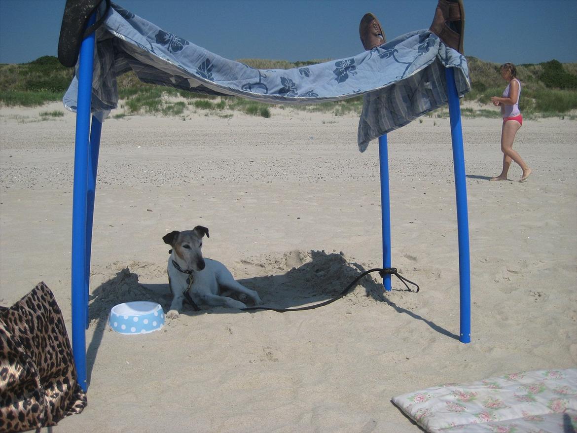 Glathåret foxterrier Sille - R.I.P min lille skat - Gamle sille på stranden kan ikke holde varmen ud - derfor er der lavet skygge og gravet ned til det kolde sand :-) billede 17