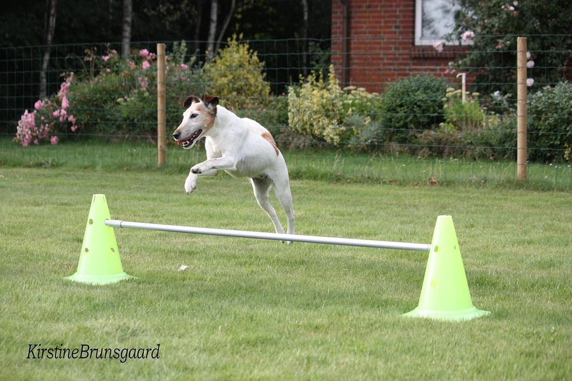 Glathåret foxterrier Sille - R.I.P min lille skat billede 18