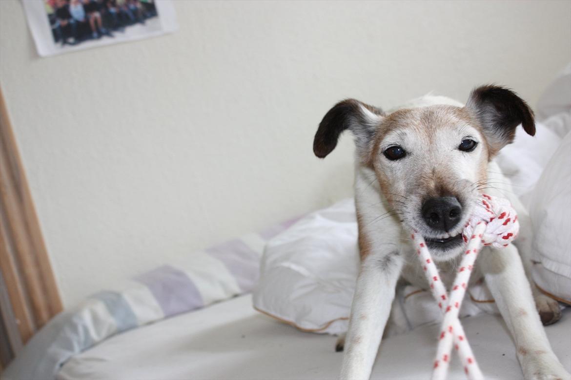 Glathåret foxterrier Sille - R.I.P min lille skat - Et rigtig foxer-fjæs :-) billede 6