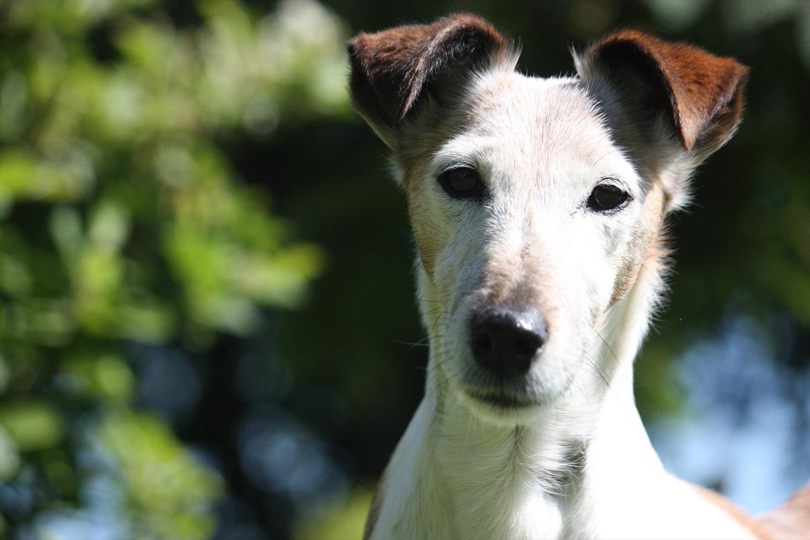 Glathåret foxterrier Sille - R.I.P min lille skat billede 2