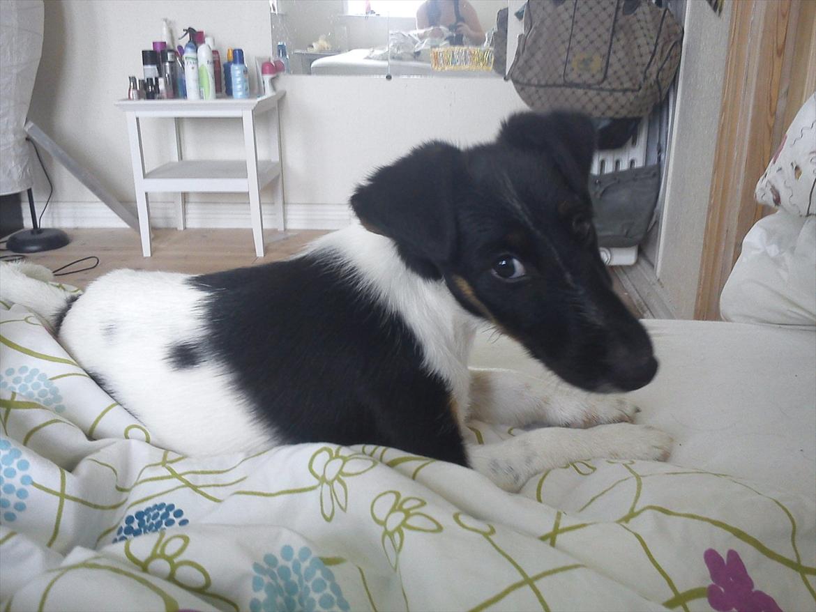 Glathåret foxterrier Foxingdane Thilde - Hygger i sengen billede 2
