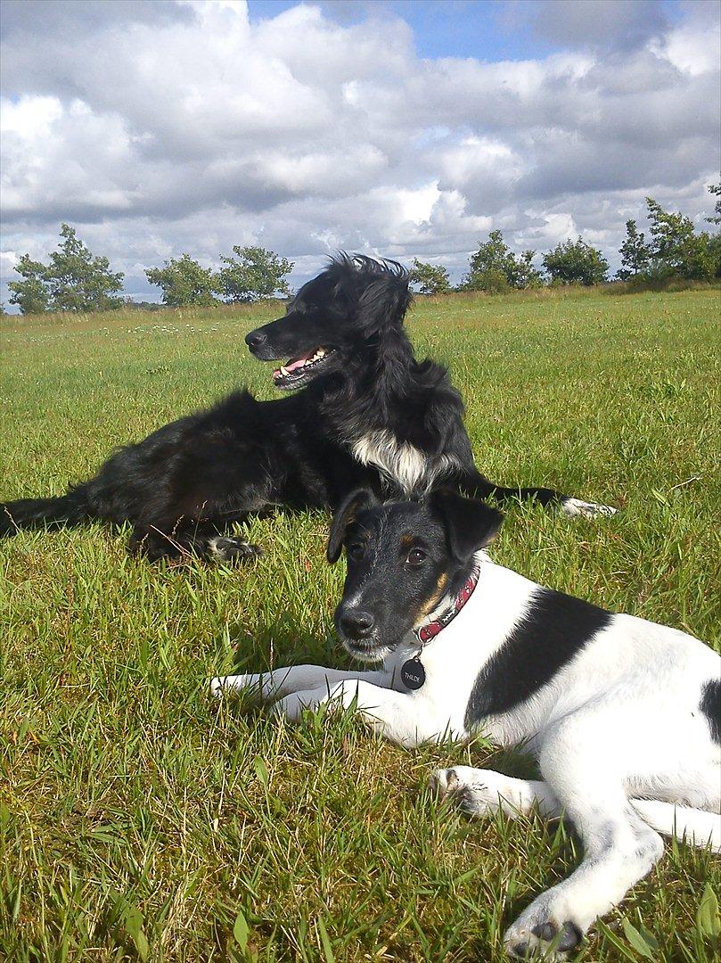 Glathåret foxterrier Foxingdane Thilde - Leg med søsters hunde på Dch i Ribe - her sammen med Nemo billede 3