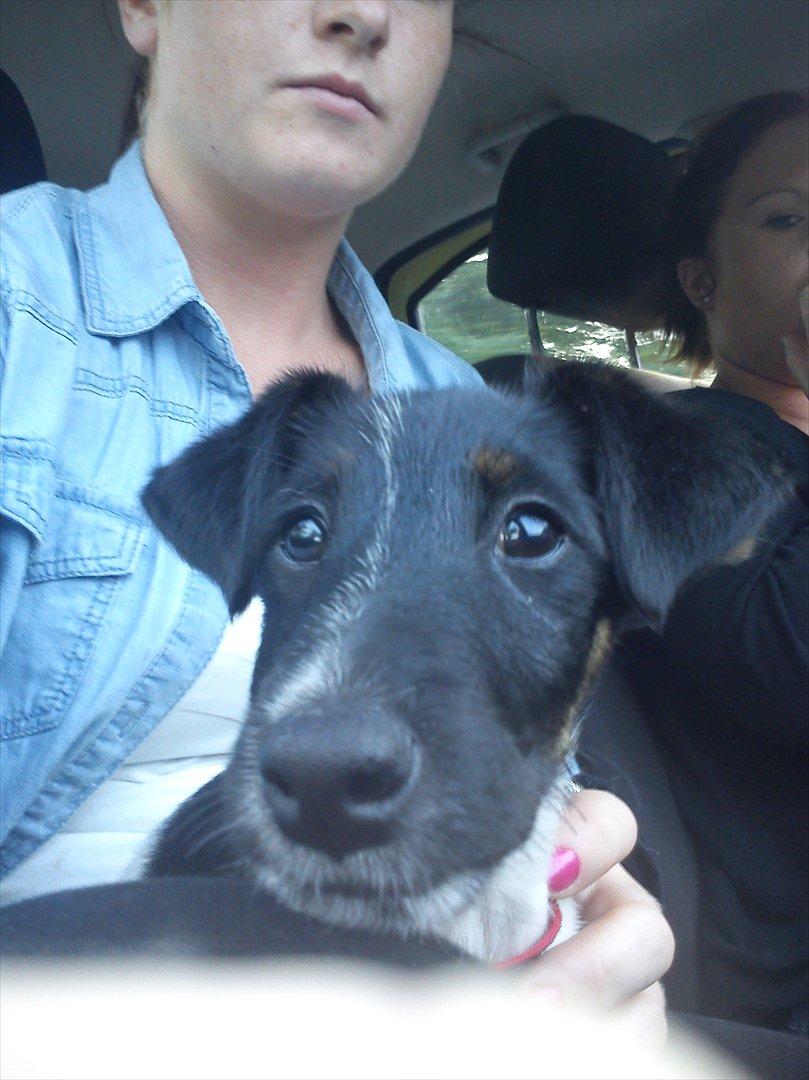 Glathåret foxterrier Foxingdane Thilde - På vej hjem i bilen, hun sad ved mig helt fra frederikshavn til ribe :-) billede 4