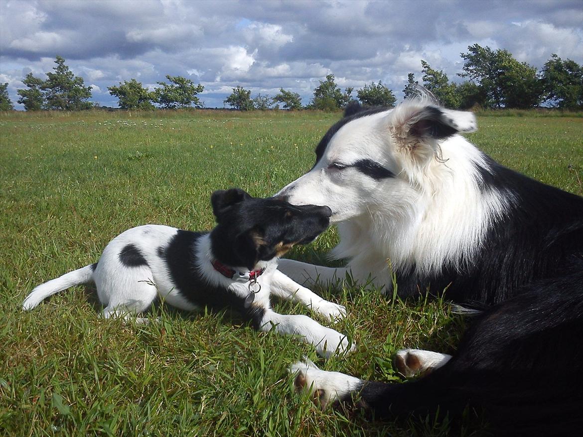 Glathåret foxterrier Foxingdane Thilde - Onkel Calvin er hun allerede rigtig, rigtig glad for - han er så sjov at lege med!  billede 5