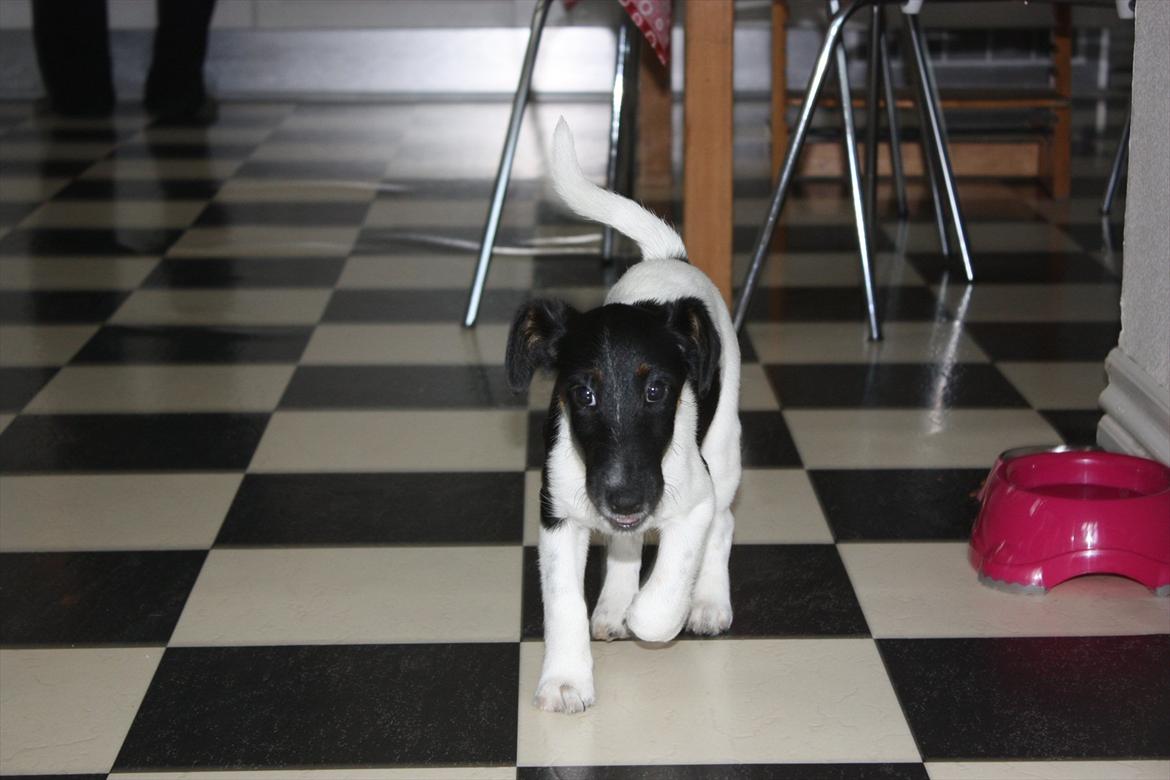Glathåret foxterrier Foxingdane Thilde - Glad lille puppy billede 7