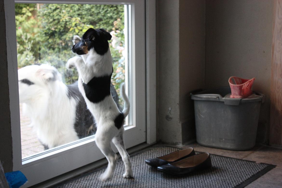 Glathåret foxterrier Foxingdane Thilde - Vil ud og lege med onkel calle! billede 8