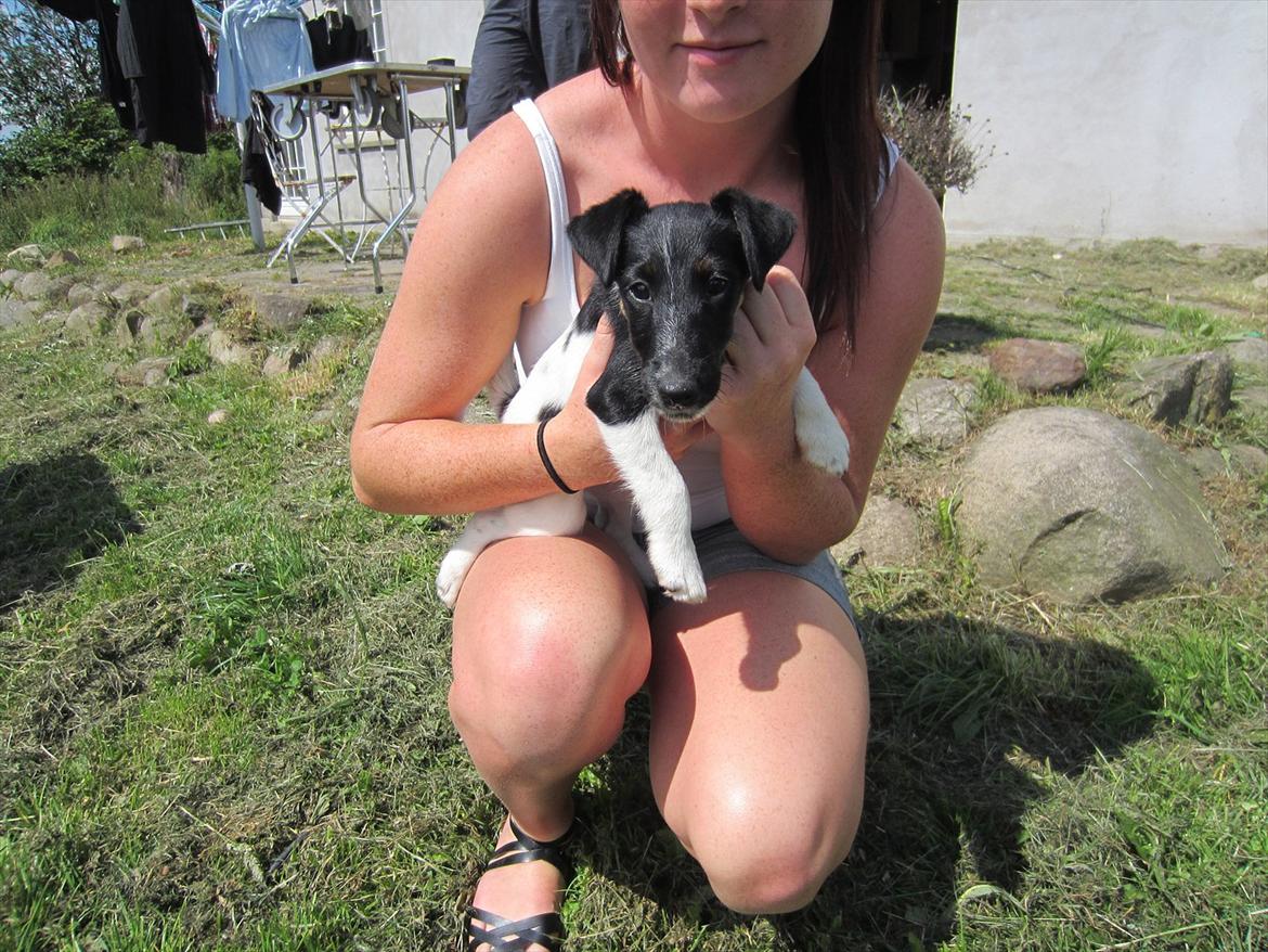 Glathåret foxterrier Foxingdane Thilde billede 9
