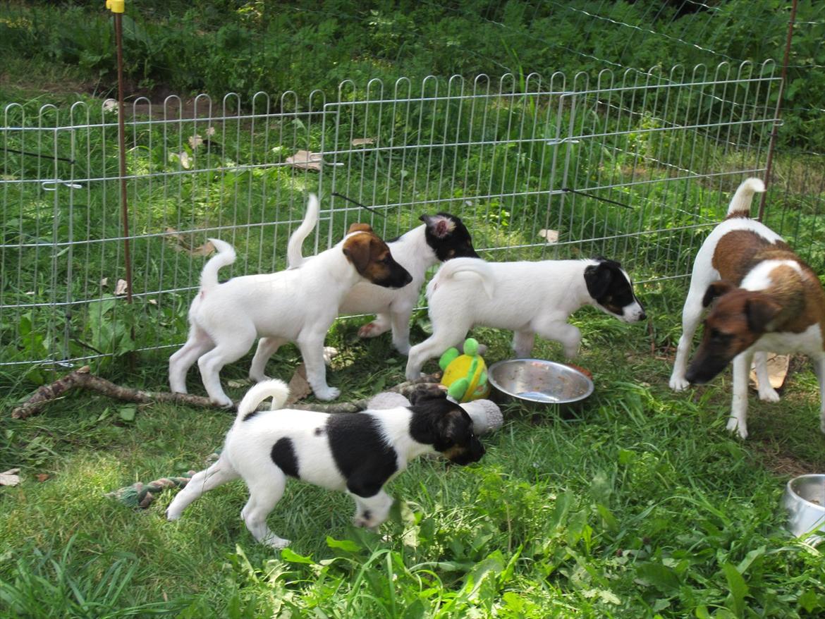 Glathåret foxterrier Foxingdane Thilde - Thilde med hendes søskende mor. billede 10