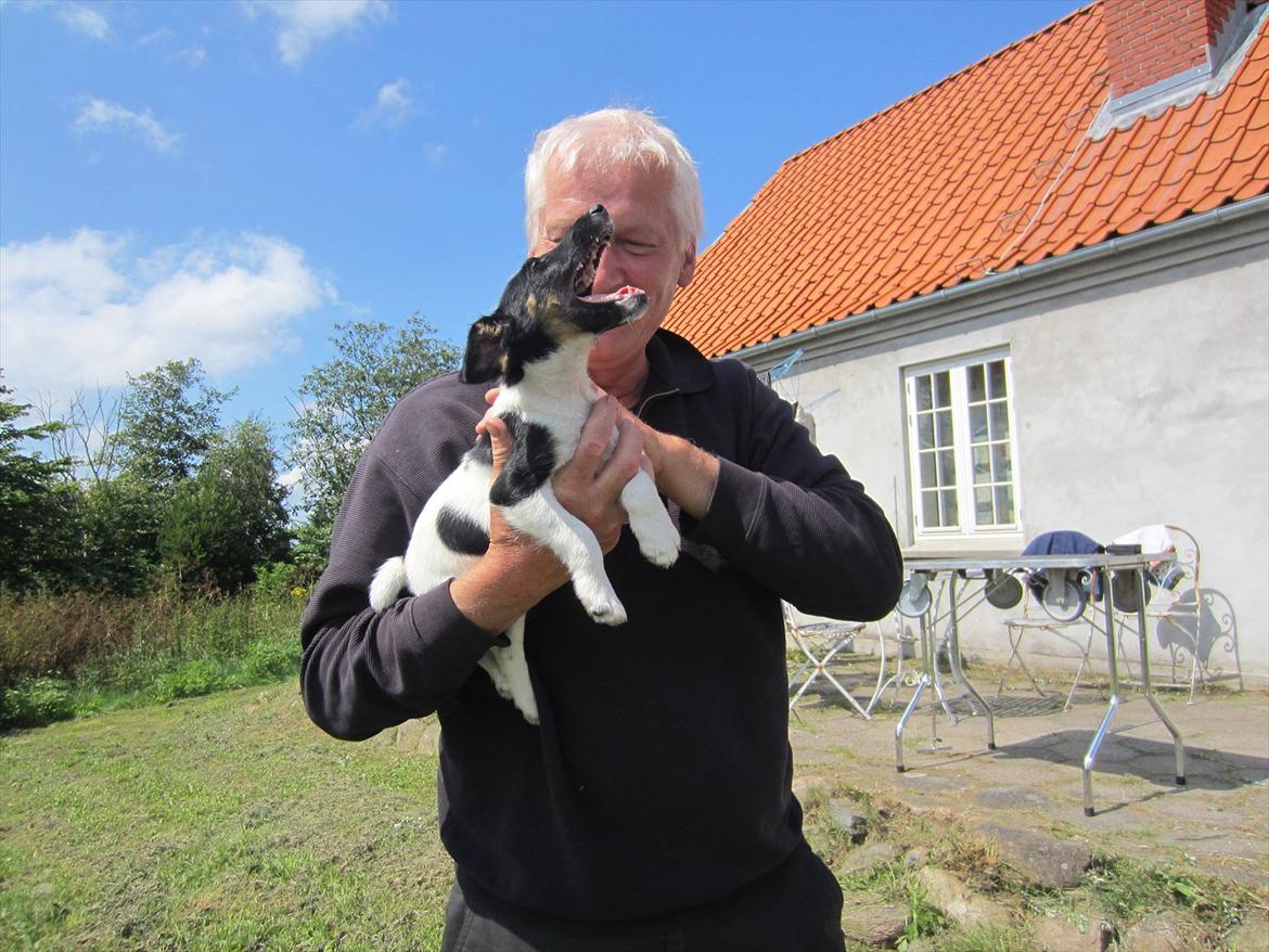 Glathåret foxterrier Foxingdane Thilde - Lille frækkert prøver at bide i min far ;-) billede 11