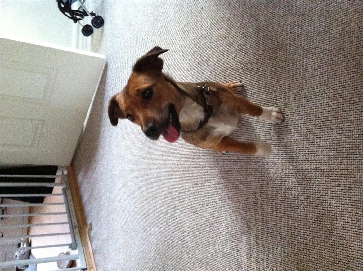 Blanding af racer Thea. - Thea. billede 1