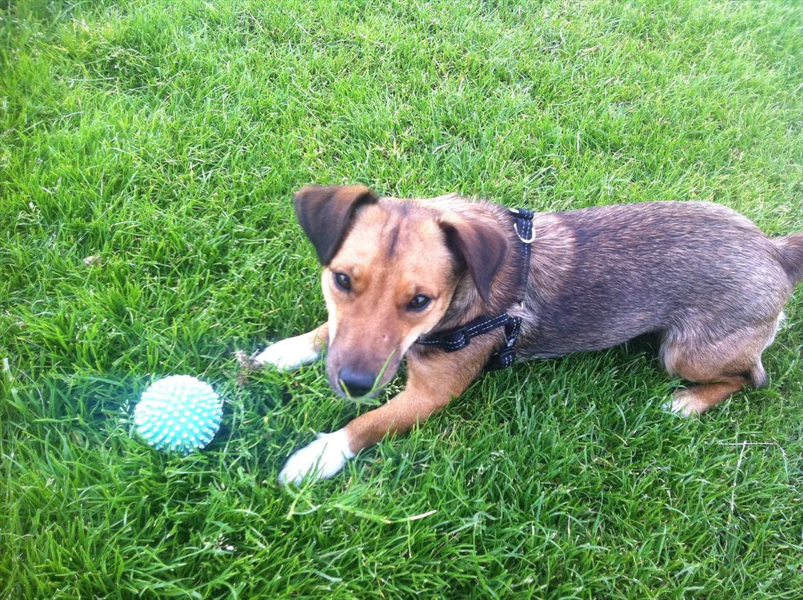 Blanding af racer Thea. - Thea & yndlings legetøjet, den grønne bold. billede 3