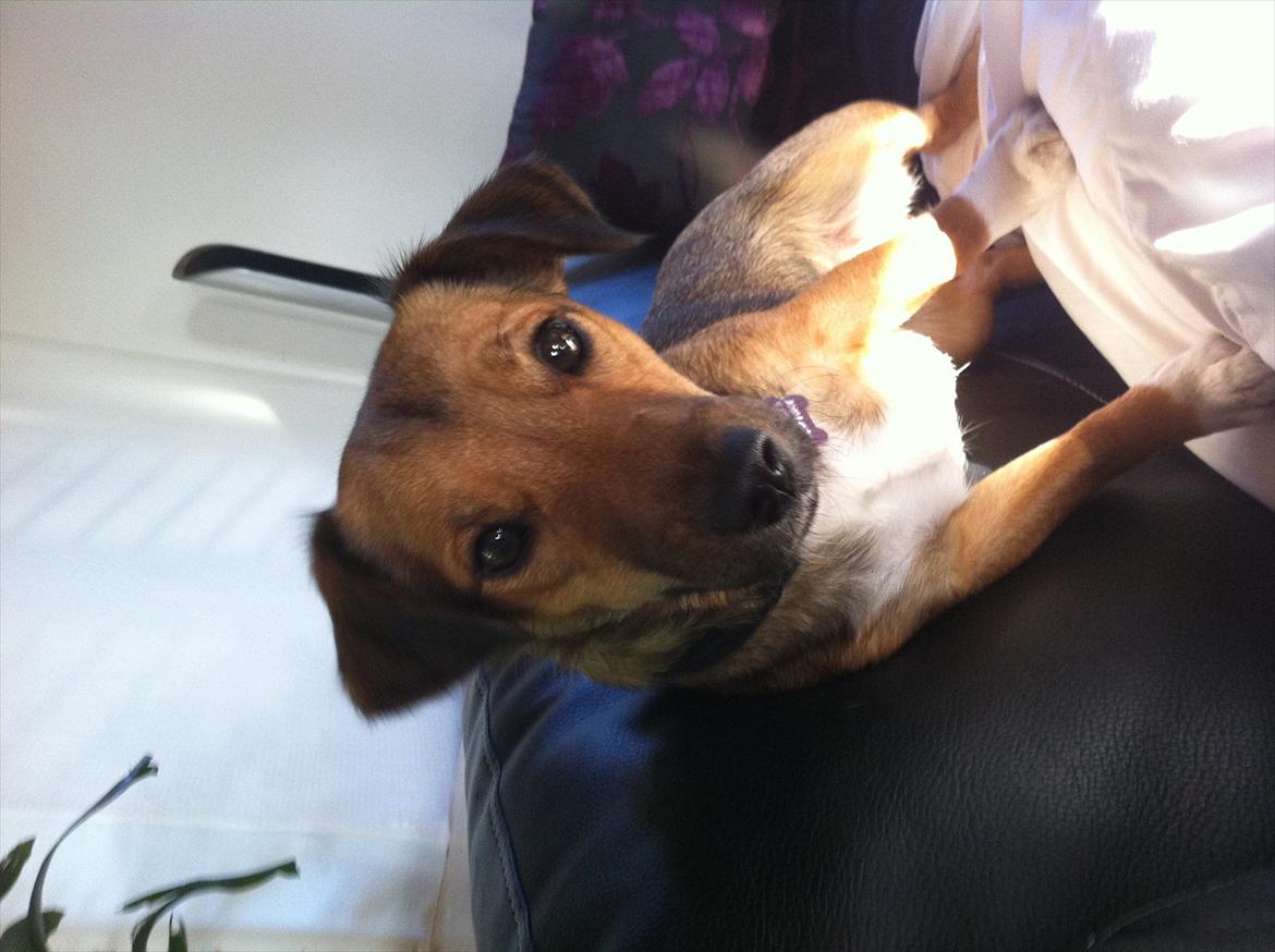 Blanding af racer Thea. - Thea. billede 4